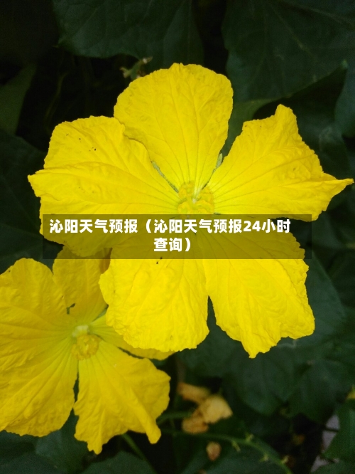 沁阳天气预报(沁阳天气预报24小时 查询)-第1张图片