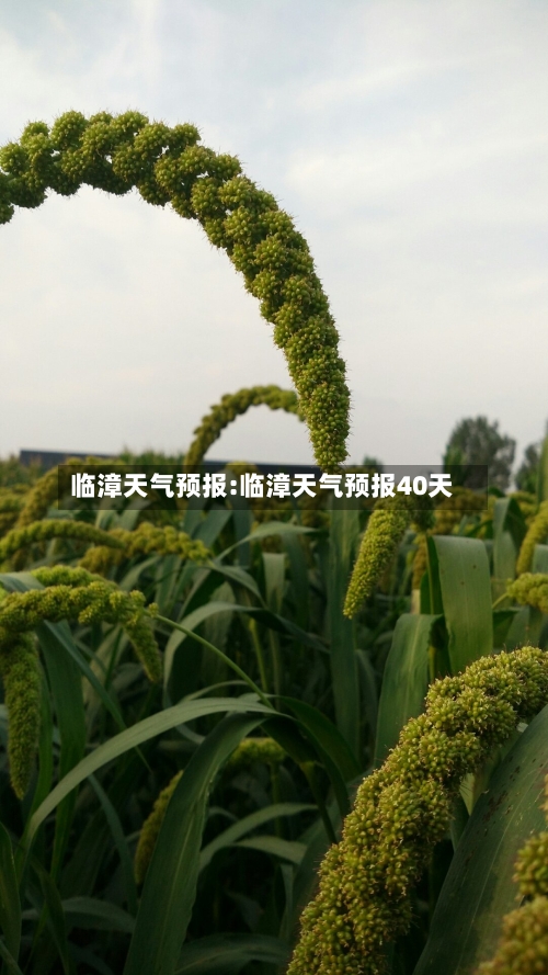 临漳天气预报:临漳天气预报40天-第1张图片