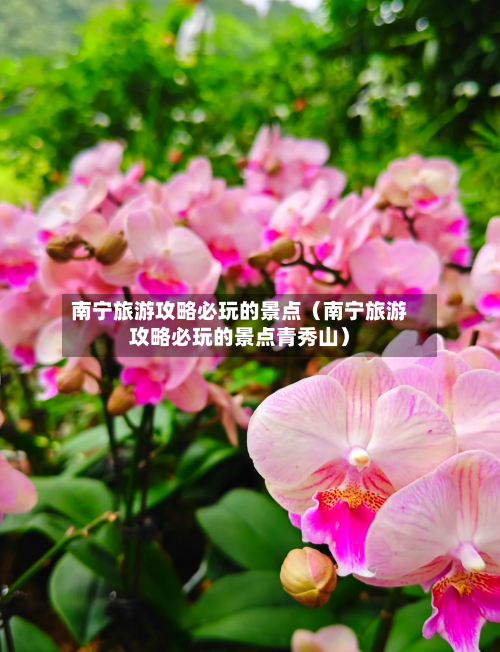 南宁旅游攻略必玩的景点(南宁旅游攻略必玩的景点青秀山)-第1张图片