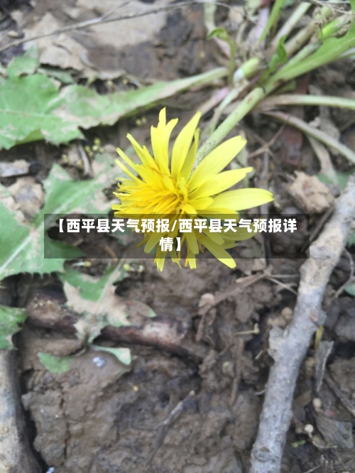 【西平县天气预报/西平县天气预报详情】-第1张图片
