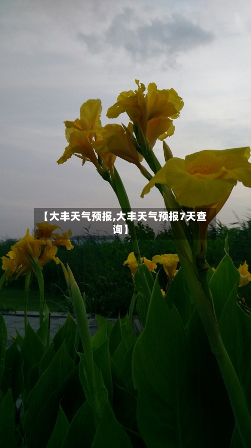 【大丰天气预报,大丰天气预报7天查询】-第1张图片